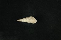 藏品(網蜷)的圖片